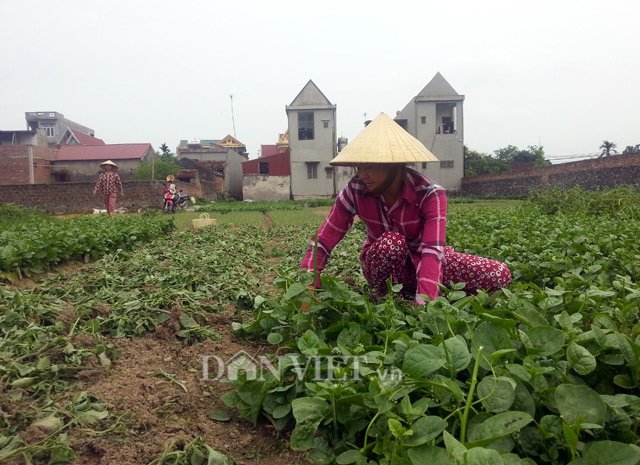 Phóng viên dựng chuyện “dùng chổi quét rau”, nông dân điêu đứng !